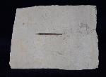 Hibolithes semisulcatus (M�NSTER 1830) - Bild &copy; FossNet FossilienStore